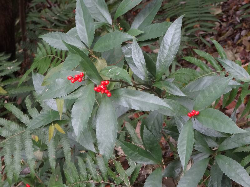 2025-12_SEITA6.jpg(72724 byte)